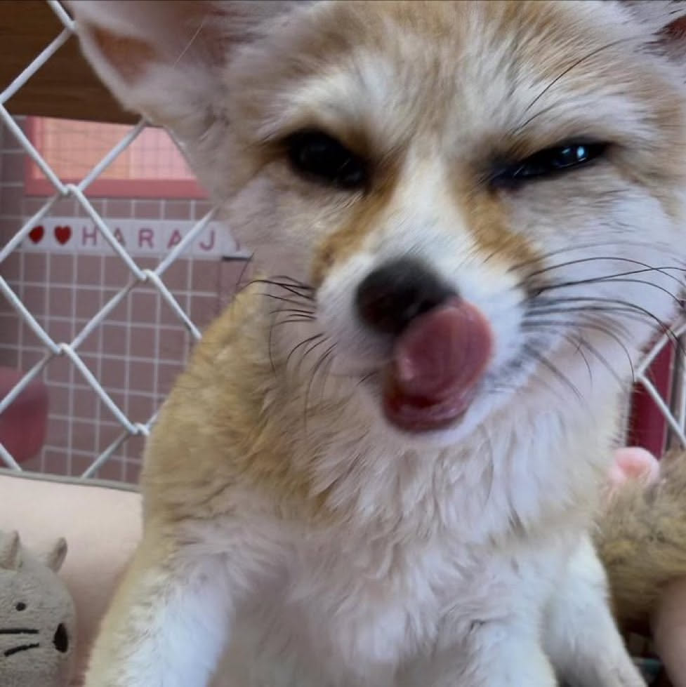 Random Fox