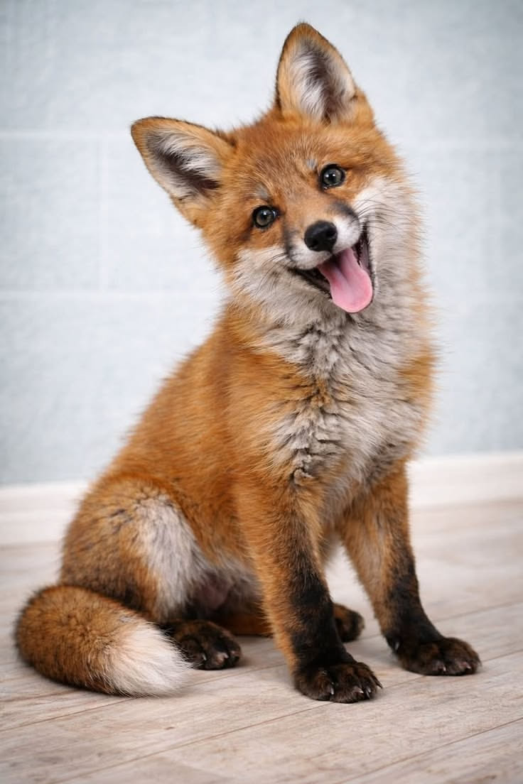 Random Fox