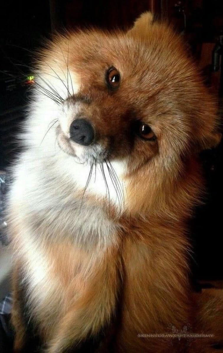 Random Fox