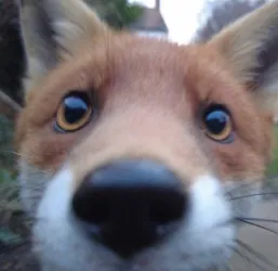 Random Fox
