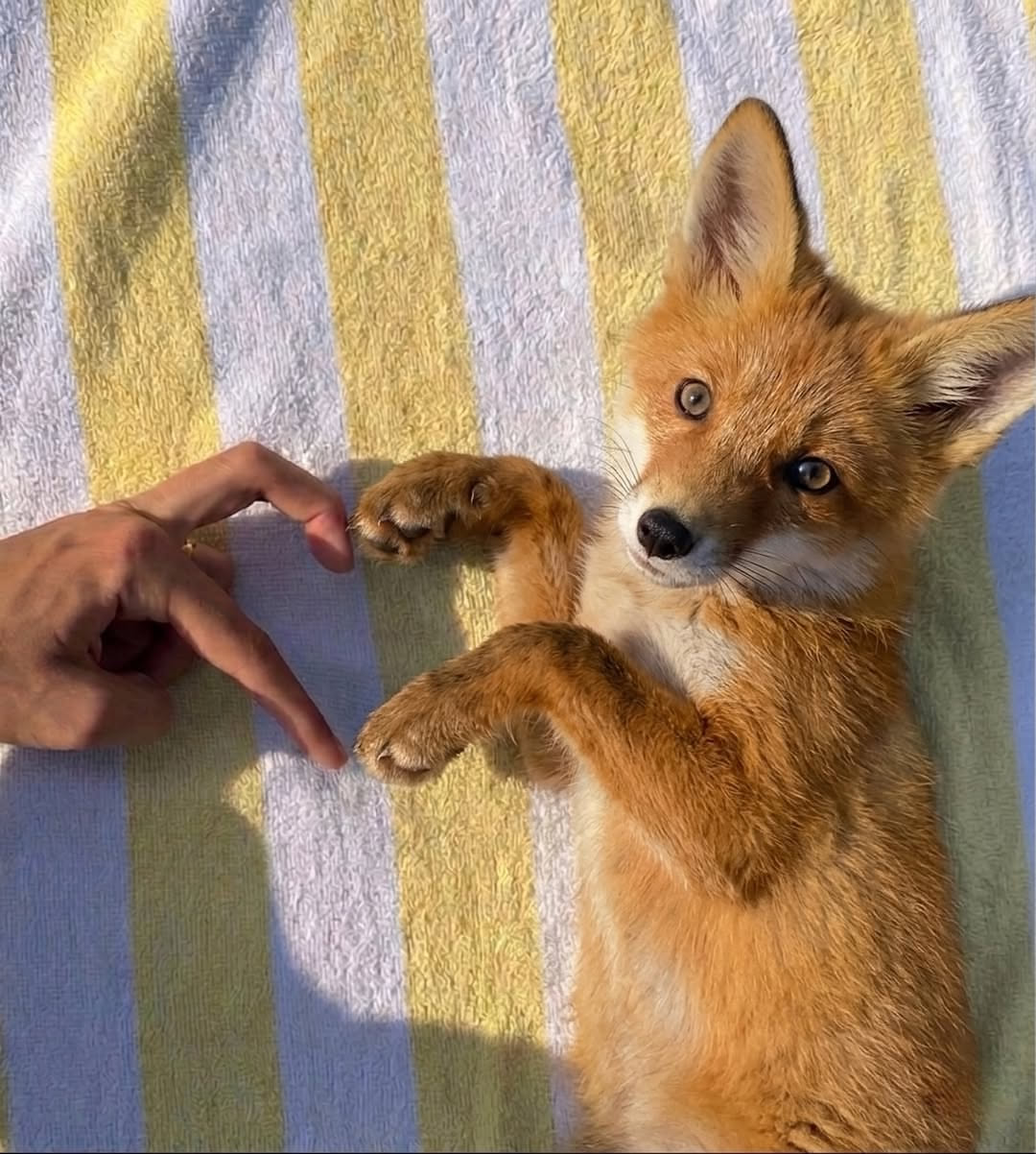 Random Fox