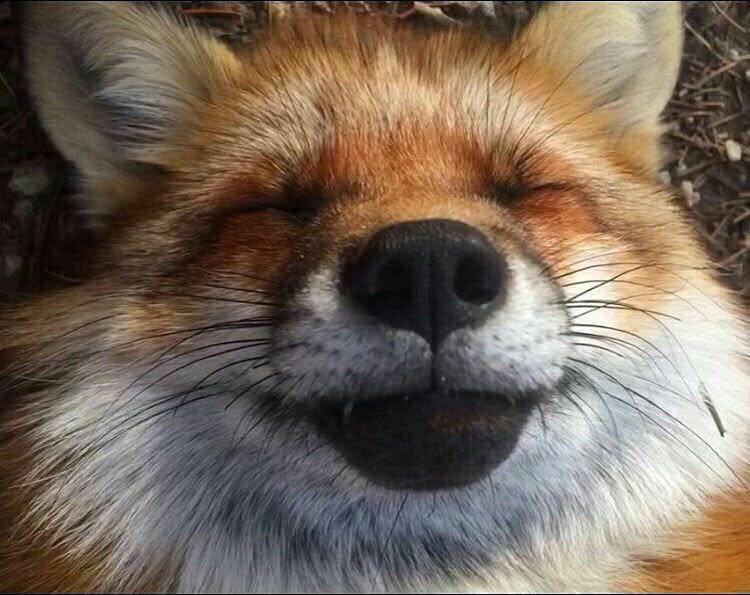 Random Fox